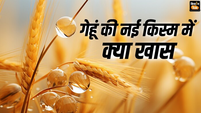गेहूं की नई किस्म पूसा शरबती गेहूं में क्या है खास