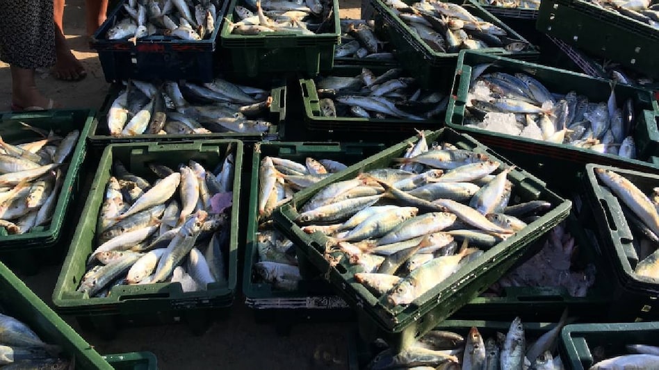 Drone: अब ड्रोन से होगी मछली की ढुलाई, कोस्टल एरिया में जल्द मिलेगी ये खास सुविधा Drone: अब ड्रोन से होगी मछली की ढुलाई, कोस्टल एरिया में जल्द मिलेगी ये खास सुविधा