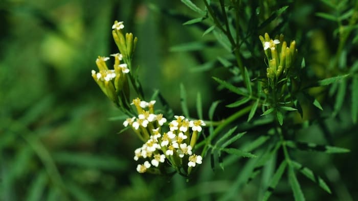 पहाड़ों में इस फूल की खेती से मालामाल हो रहे किसान