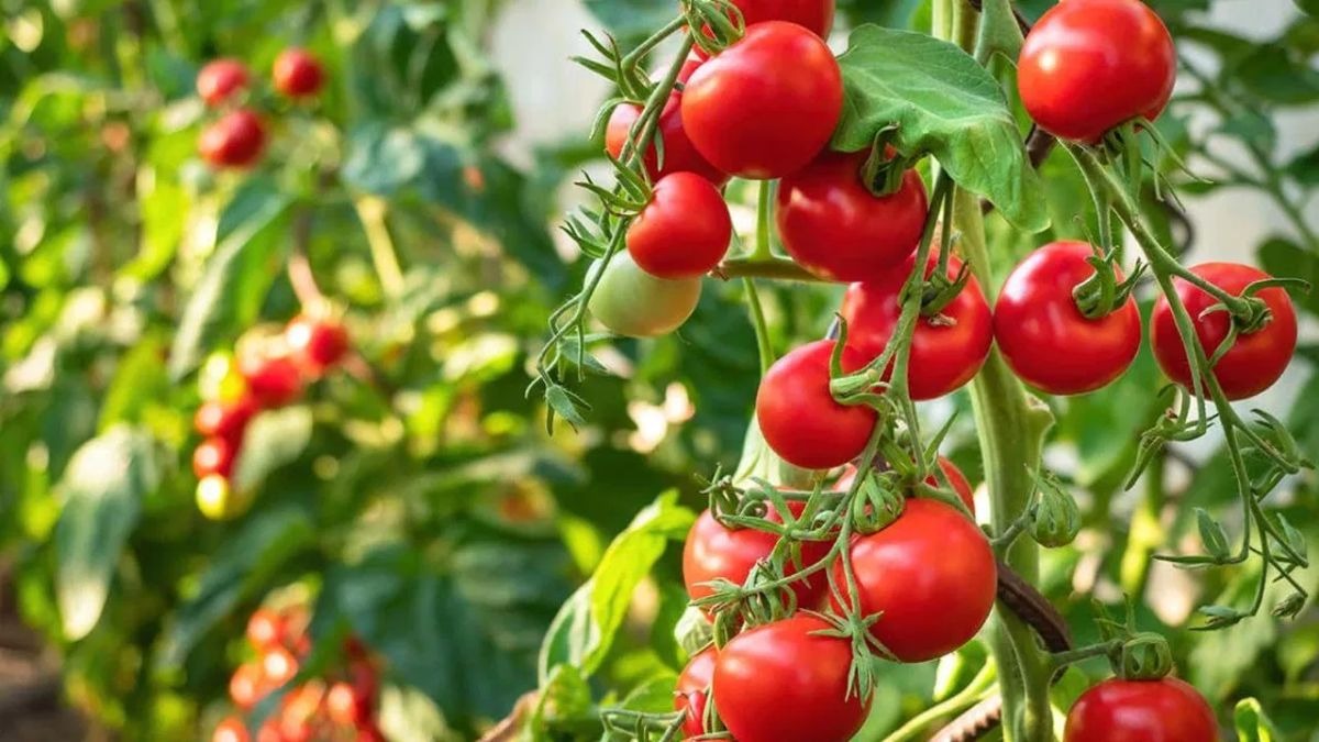 'पूसा गोल्डन' टमाटर