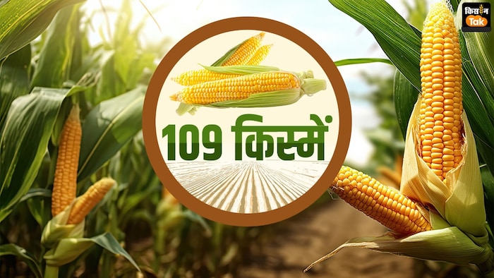 मक्के की नई वैरायटी जारी