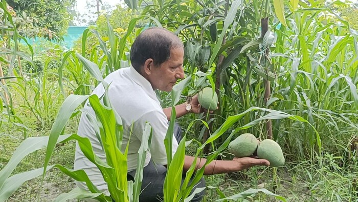 आम की अनोखी किस्म