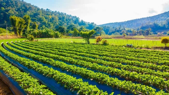 बुंदेलखंड में सिंचाई सुविधाओं के लिए सरकार ने 9 करोड़ रुपये स्वीकृत किए हैं.