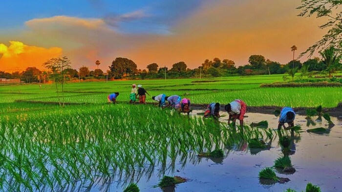 धान और अन्य फसलों की खेती पर खतरा