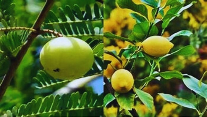 फल-फूल की खेती पर बंपर सब्सिडी