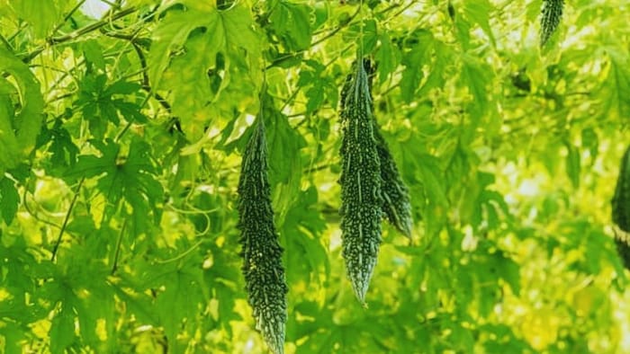 करेले की फसल में इन रोग का खतरा