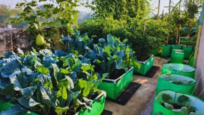 अगस्त महीने में उगाएं ये सब्जियां