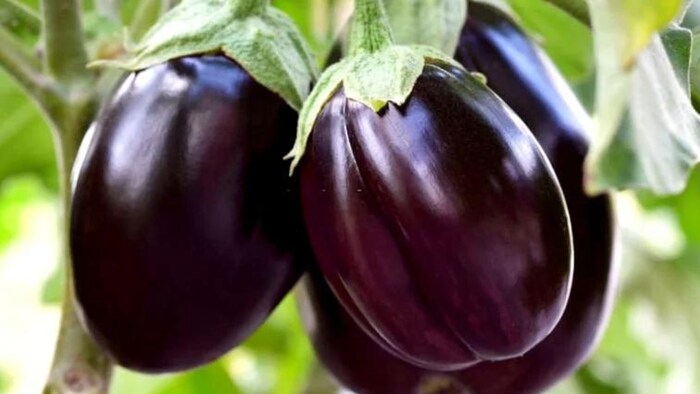 बैंगन किसानों के लिए बहुत लाभदायक फसल होती है.