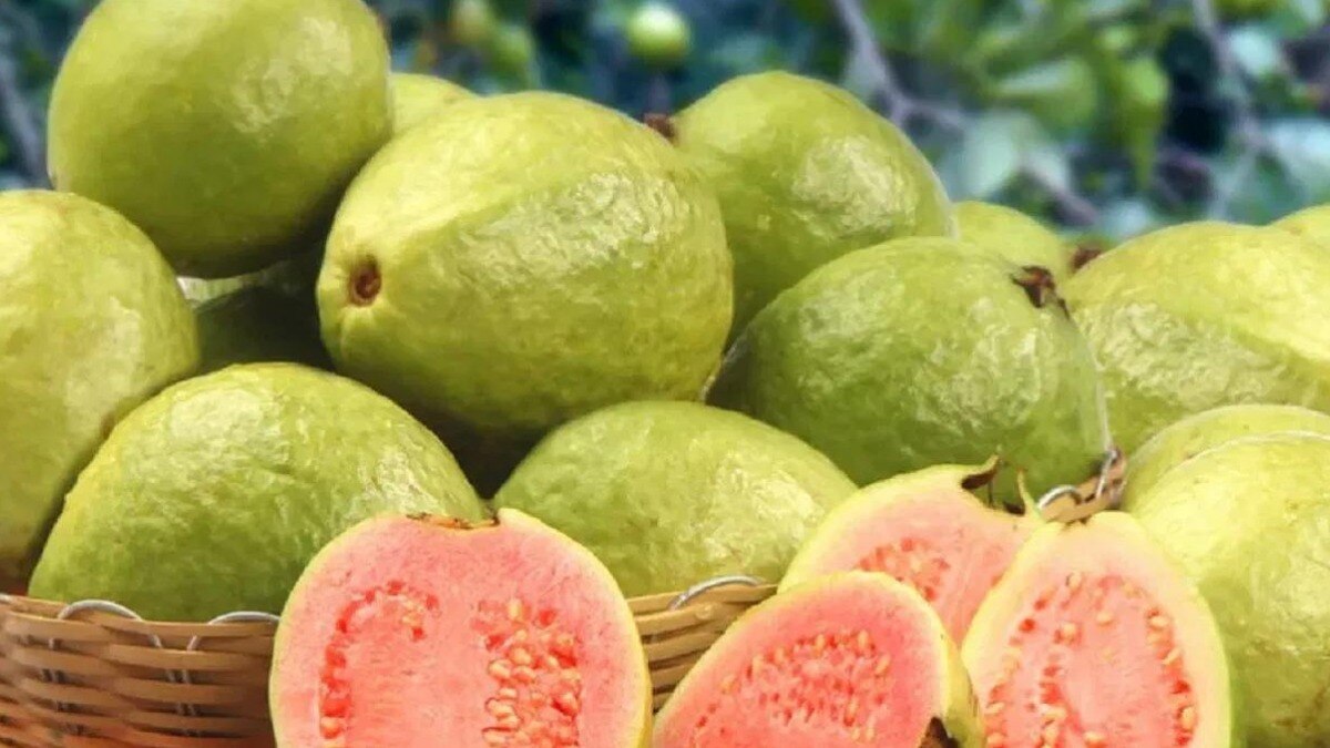 लखनऊ के मार्केट में आई प्राकृतिक अमरूद की पहली फसल, खरीदारों की उमड़ रही भीड़, जानें- रेट