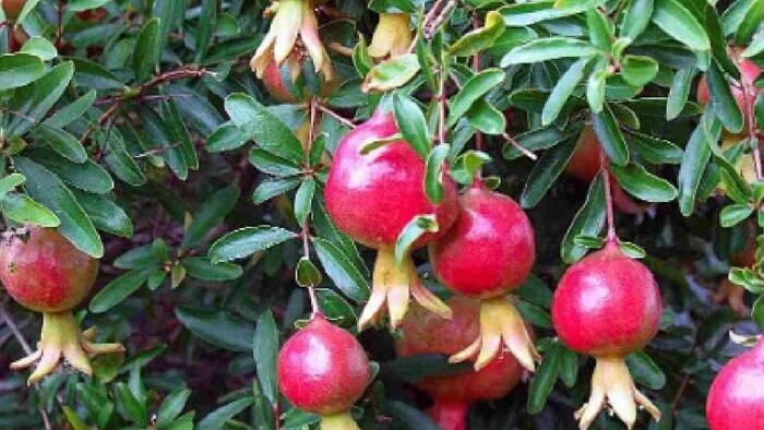 अनार की खेती कर कमा रहे मुनाफा