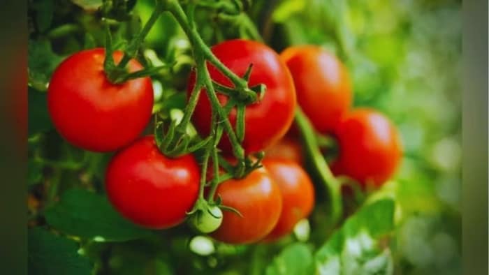 टमाटर की खेती