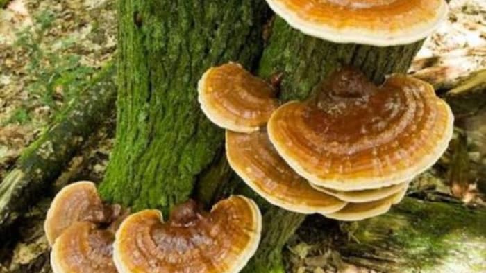 गैनोडर्मा ल्यूसिडम मशरूम से संक्रमित पेड़