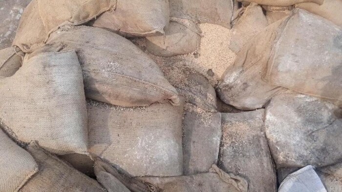 मध्य प्रदेश में गेहूं की भारी बर्बादी. (सांकेतिक फोटो)