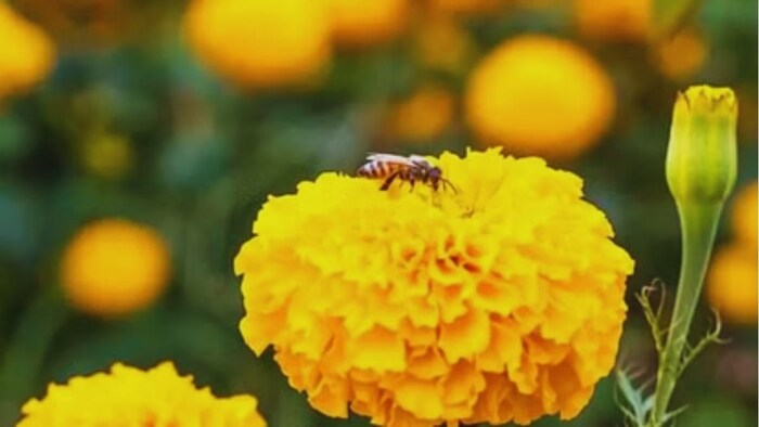 गेंदे की खेती पर सब्सिडी