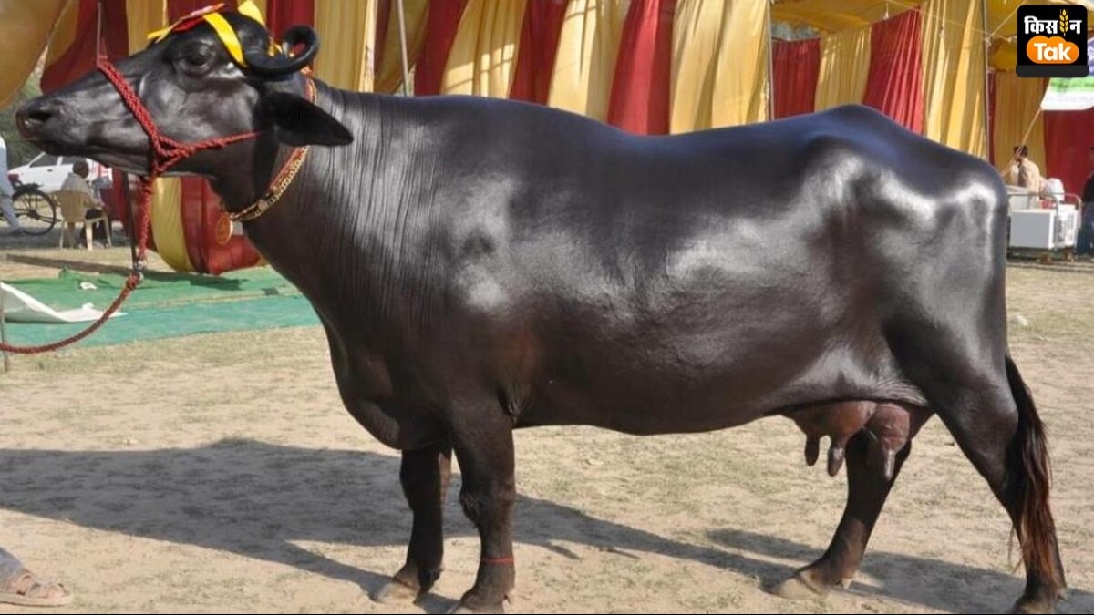 डेयरी बिजनेस करने की है प्‍लानिंग तो करें इस नस्‍ल की भैंस का पालन; हो जाएंगे मालामाल