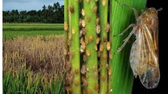 धान की फसल के लिए बीपीएच बहुत खतरनाक,