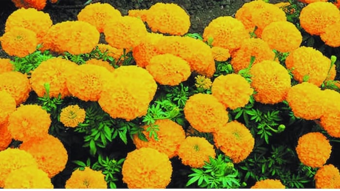 गेंदा फूल की खेती (सांकेतिक तस्वीर)