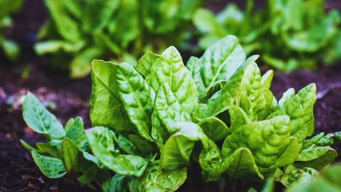 पालक की ये वैरायटी