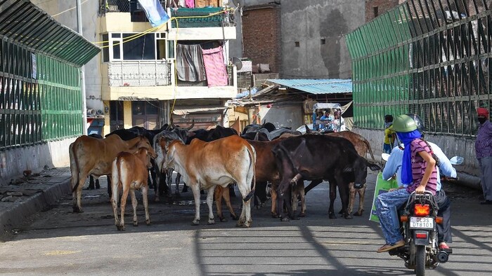 मध्य प्रदेश में आवारा पशुओं की समस्या (सांकेतिक तस्वीर)