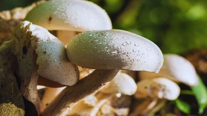 मशरूम किट पर सब्सिडी