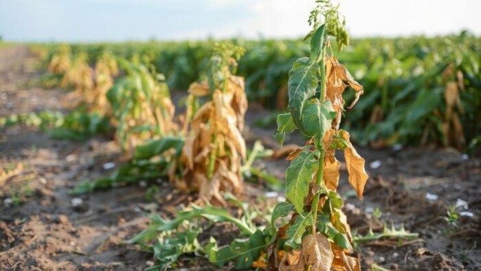 मूंग और उड़द की फसल में कीट का खतरा. (सांकेतिक तस्वीर)