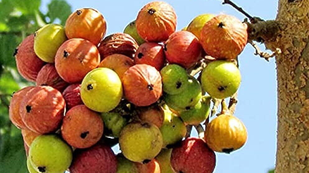 अंजीर (सांकेतिक तस्वीर)