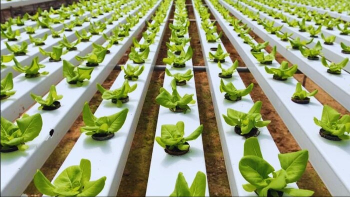 हाइड्रोपोनिक्स तकनीक से खेती