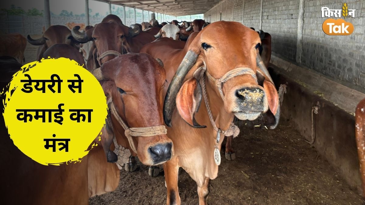 डेयरी के लिए बेस्ट हैं ये दो देसी गायें, रख-रखाव, खानपान और कमाई का तरीका जानें