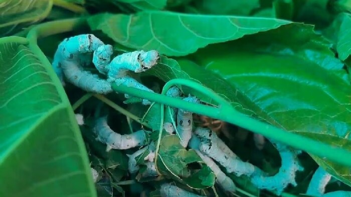 समृद्धि योजना में किसानों को मुफ्त रेशमकीट बीज दिए जा रहे हैं.