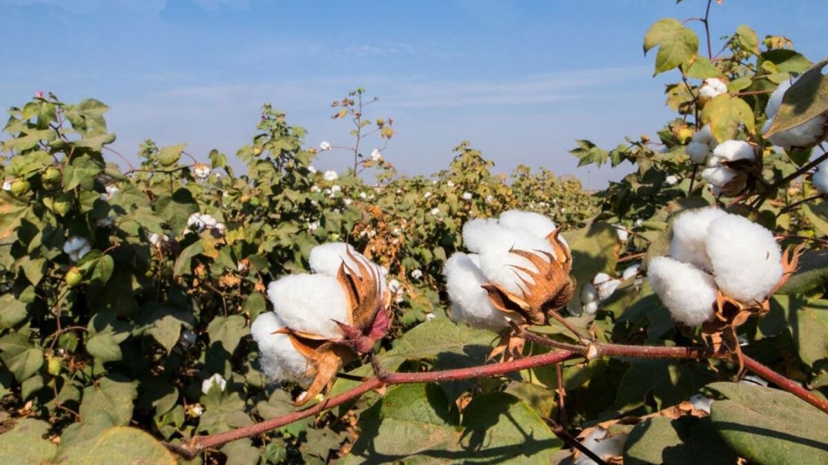 कपास की खेती