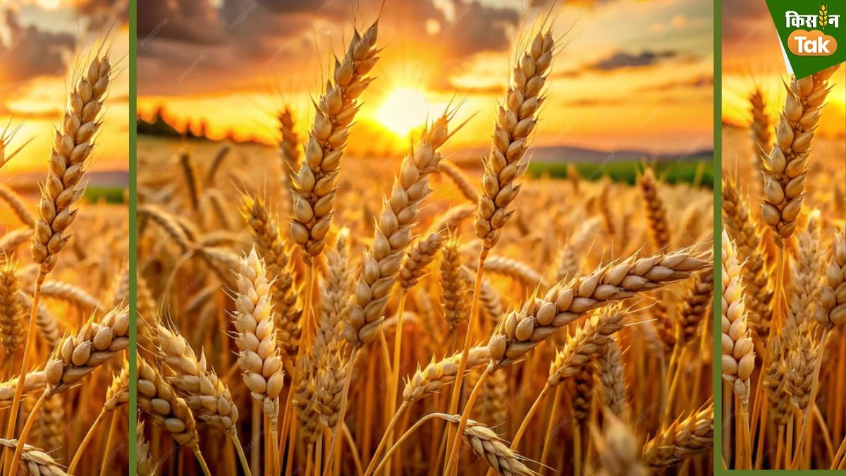 गेहूं की नई किस्म (सांकेतिक तस्वीर)