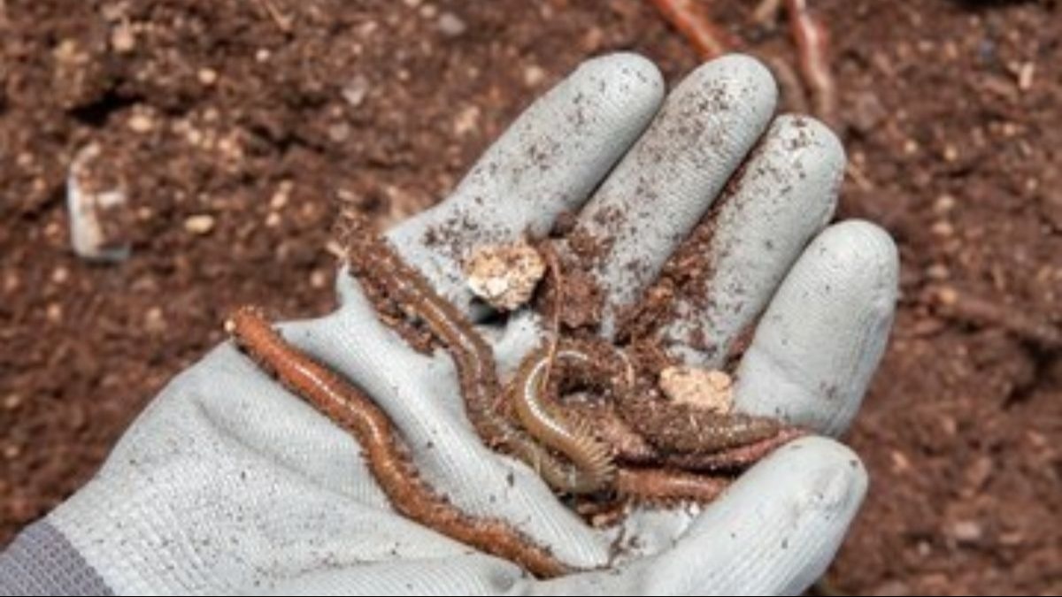 Natural Farming : बुंदेलखंड में बढ़ने लगा प्राकृतिक खेती का दायरा, 17 हजार किसानों ने छोड़ी रासायनिक खेती