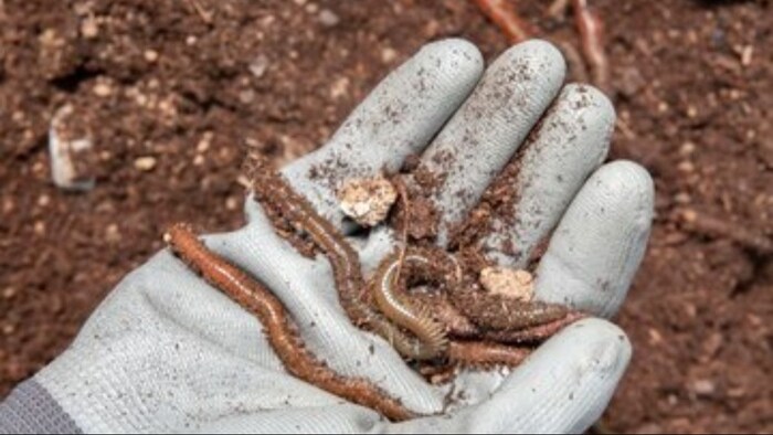 शोध के मुताबिक वर्मीकंपोस्ट बनाने में विदेशी नहीं देसी केंचुआ ही है कारगर
