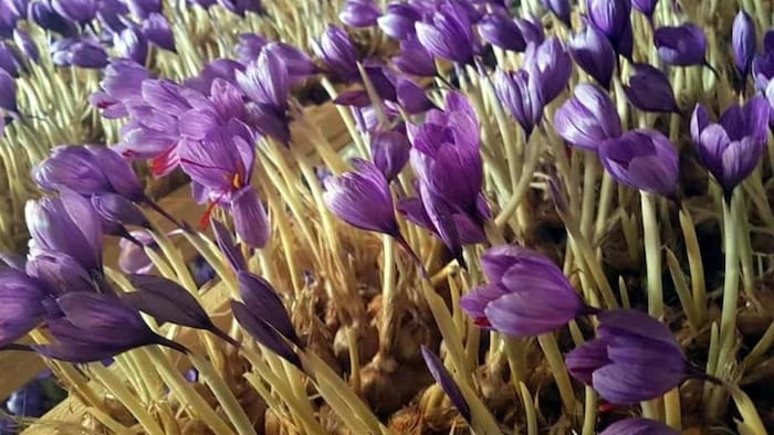 केसर की खेती (सांकेतिक तस्वीर)