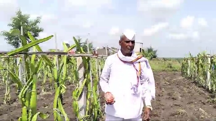 बीड में ड्रैगन फ्रूट की खेती