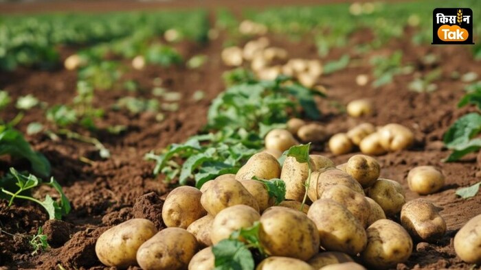 आलू की नई किस्मों के विकास के लिए रिसर्च पर फोकस.