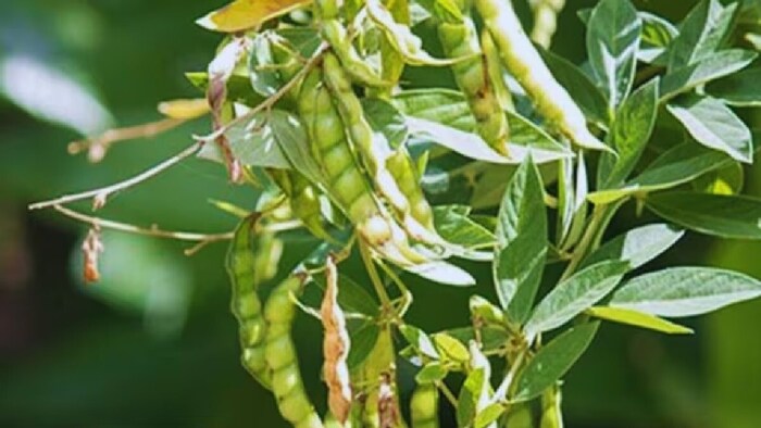 अरहर की बुवाई में इजाफा.