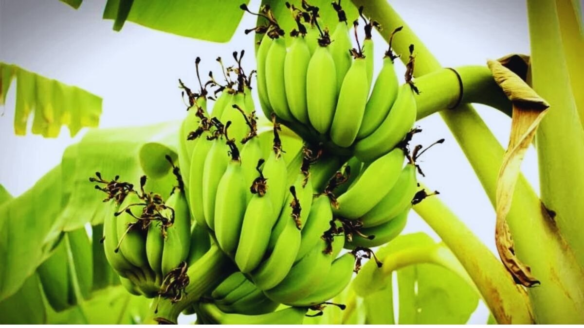 सोलापुरी केले की अरब देशों में बढ़ी मांग