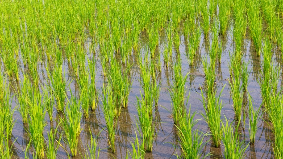 सीधी बुआई के लिए बेहतर है धान की ये अगेती किस्म, 105 दिनों में हो जाती है तैयार