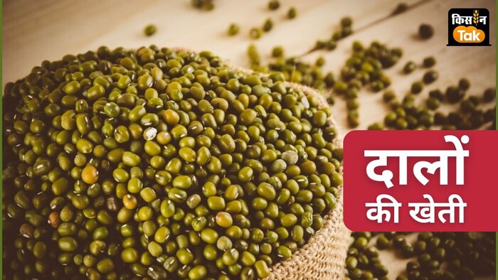 अरहर और मूंग दाल की बुवाई क्षेत्रफल में भारी बढ़ोत्तरी दर्ज की गई है.