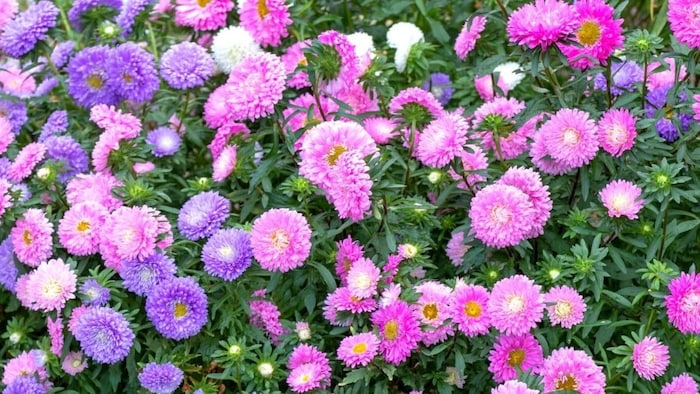 चाइना एस्टर फूल की खेती