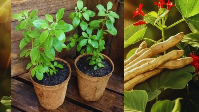 अश्वगंधा का पौधा