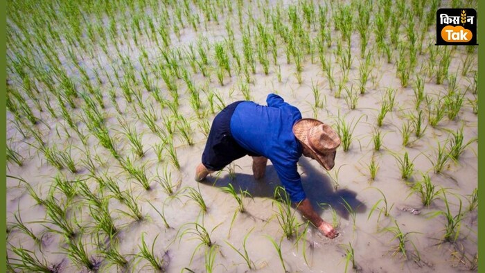 कई फायदों के चलते डीएसआर विधि से धान की खेती को सरकारों ने प्रमोट किया है.