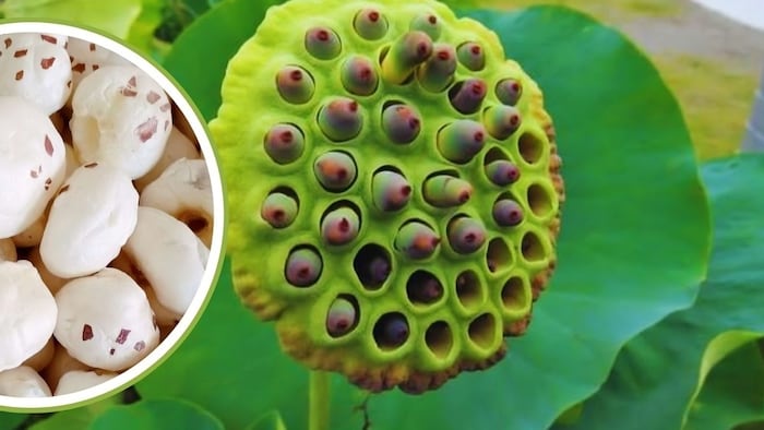 मखाना की खेती