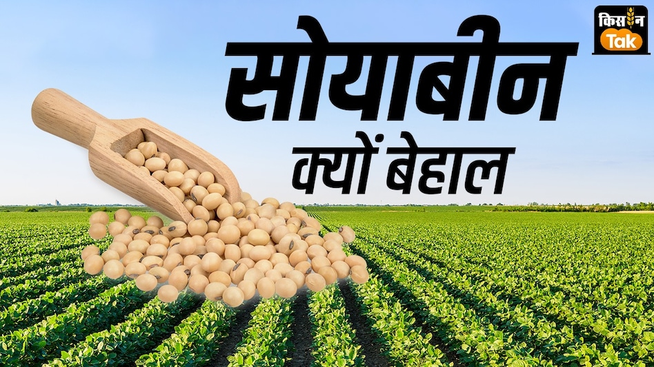 Soybean: इन कारणों से निकला सोयाबीन का 'तेल'! दाम बेहाल तो किसान परेशान  Soybean: इन कारणों से निकला सोयाबीन का 'तेल'! दाम बेहाल तो किसान परेशान