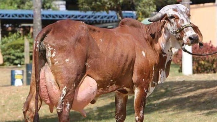 गर्भवती गाय और भैंस का दूध एंटीबॉडीज से भरपूर होता है. (फाइल फोटो)