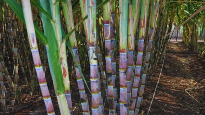 गन्ने में लगने वाली गंभीर बीमारी