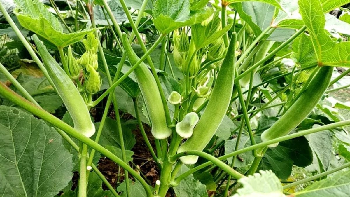 घर के गमले में आसानी से उग जाएगी भिंडी, जानिए सबसे आसान तरीका