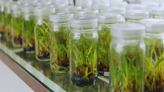 टिश्यू कल्चर लैब