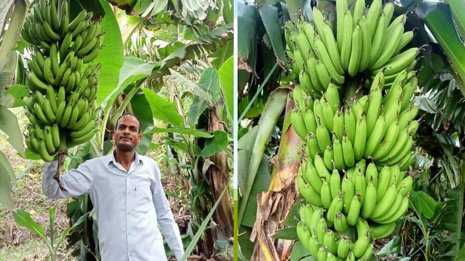 ऑर्गेनिक केले की खेती से मालामाल हुआ बाराबंकी का किसान, 35 हजार खर्च से की 4 लाख की कमाई ऑर्गेनिक केले की खेती से मालामाल हुआ बाराबंकी का किसान, 35 हजार खर्च से की 4 लाख की कमाई